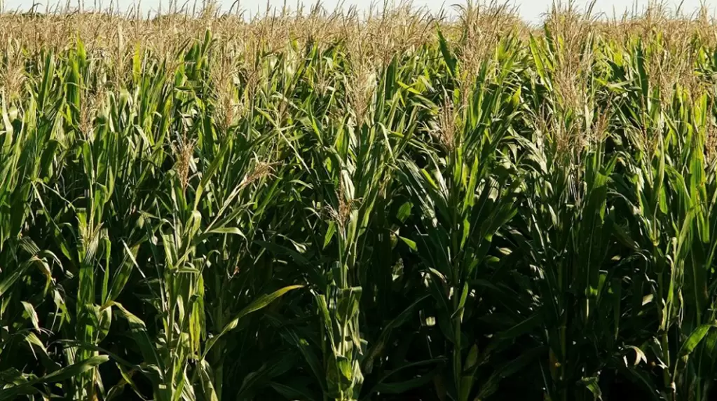 Alerta por chicharrita: Senasa refuerza estrategias para proteger el maíz