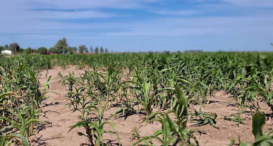 Bomba: Proyectan un nuevo evento Niña para octubre 2024