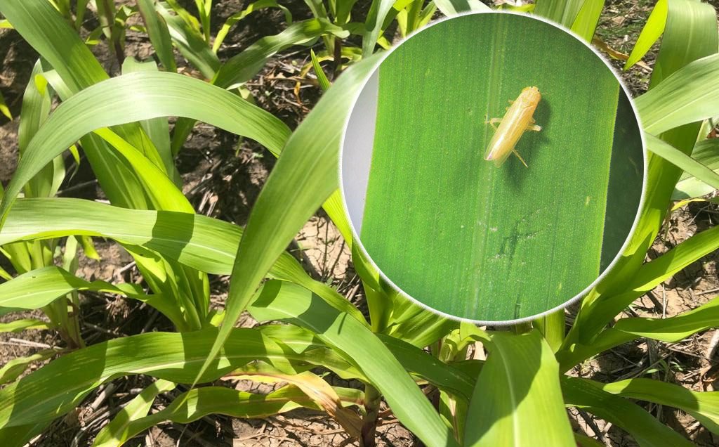 Chicharrita suma riesgos a la cosecha de maíz de Argentina