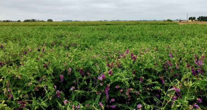 Cultivos de servicios: estrategias para 2024