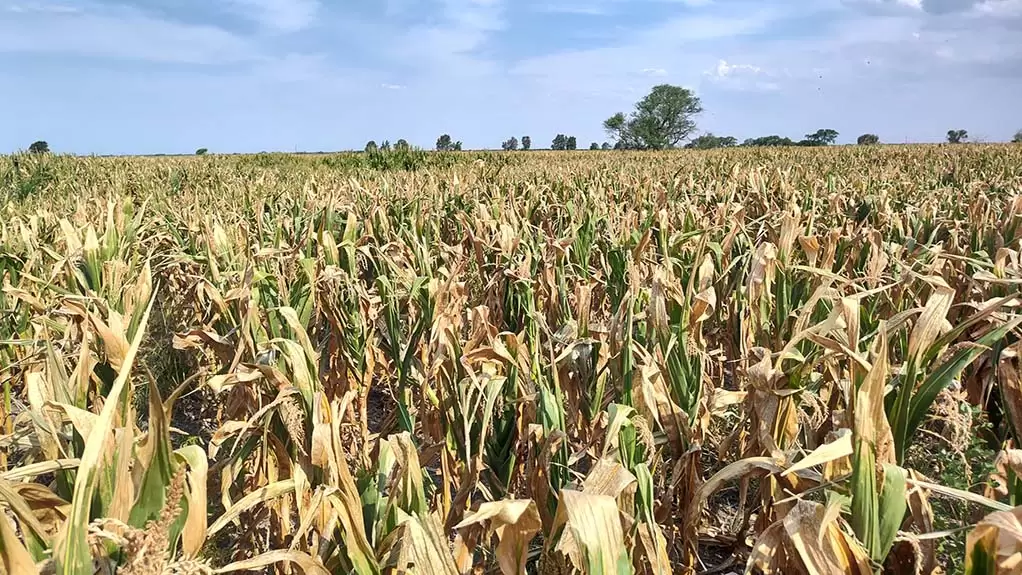El calor y la falta de agua obligan a bajar las proyecciones sobre soja y maíz