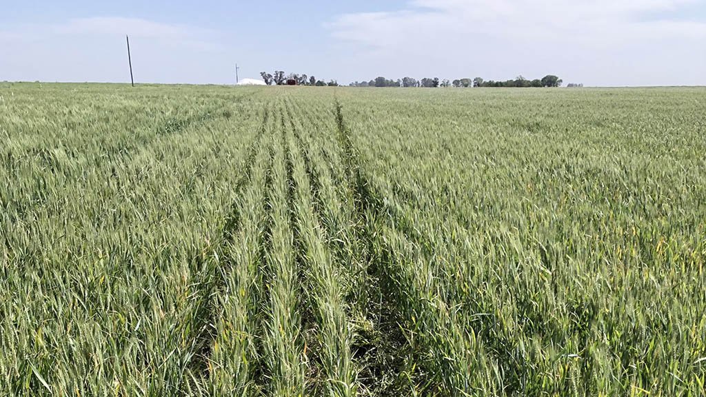 El estrés hídrico comenzó a afectar el trigo