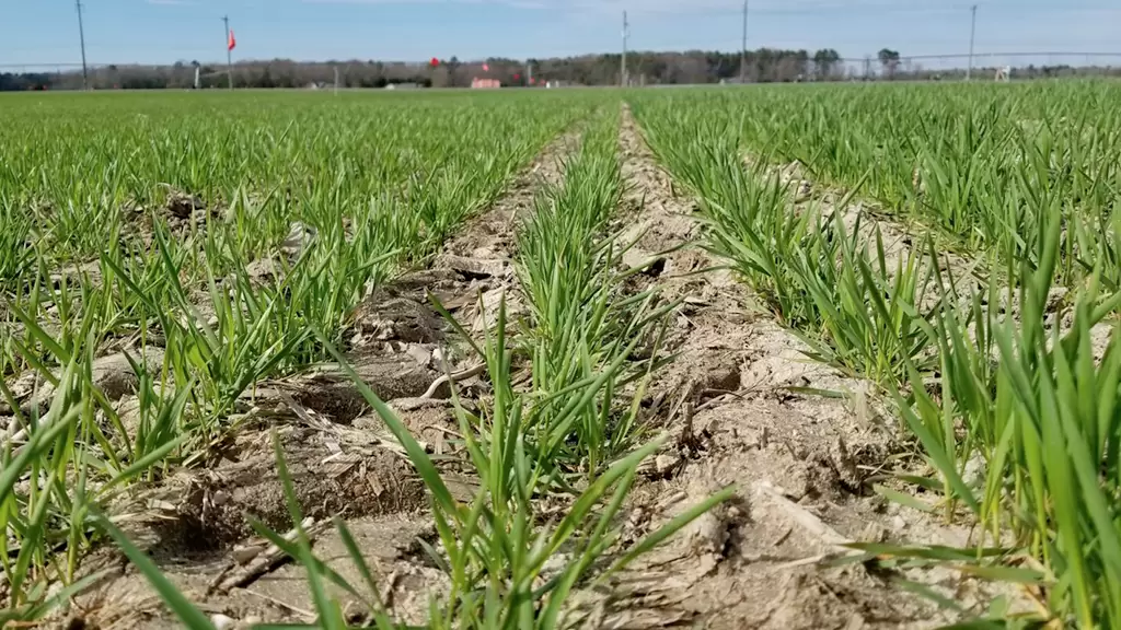 El indicio que refuerza las chances de una buena cosecha de trigo en la región pampeana