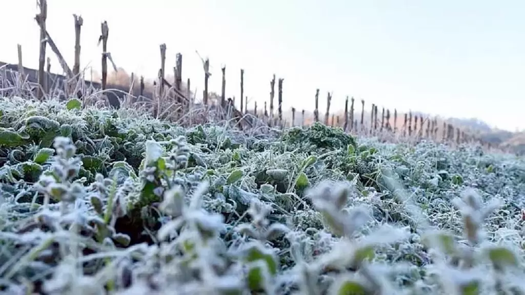 El mapa de heladas se redefine: riesgos y oportunidades para el agro