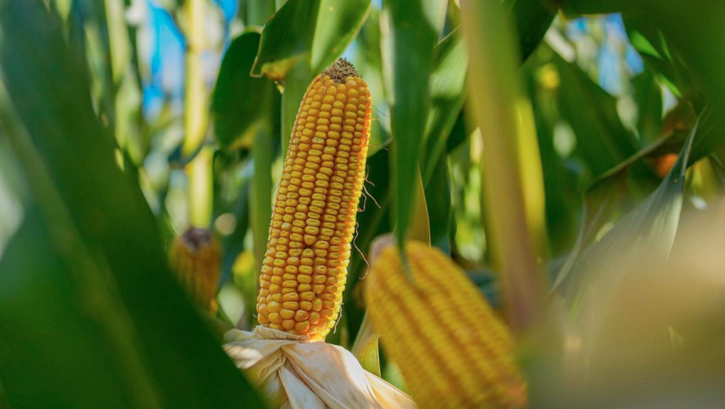 El rol del nitrógeno y de la vicia como antecesor del maíz tardío para acercarse al potencial de rinde