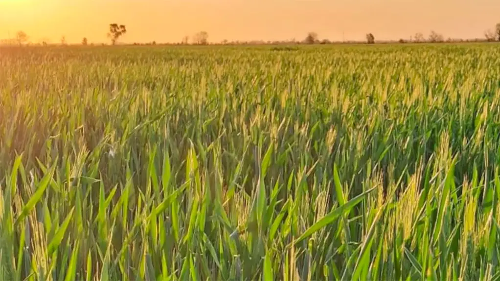 El trigo recupera atractivo con la baja de la urea y por los problemas climáticos en países competidores