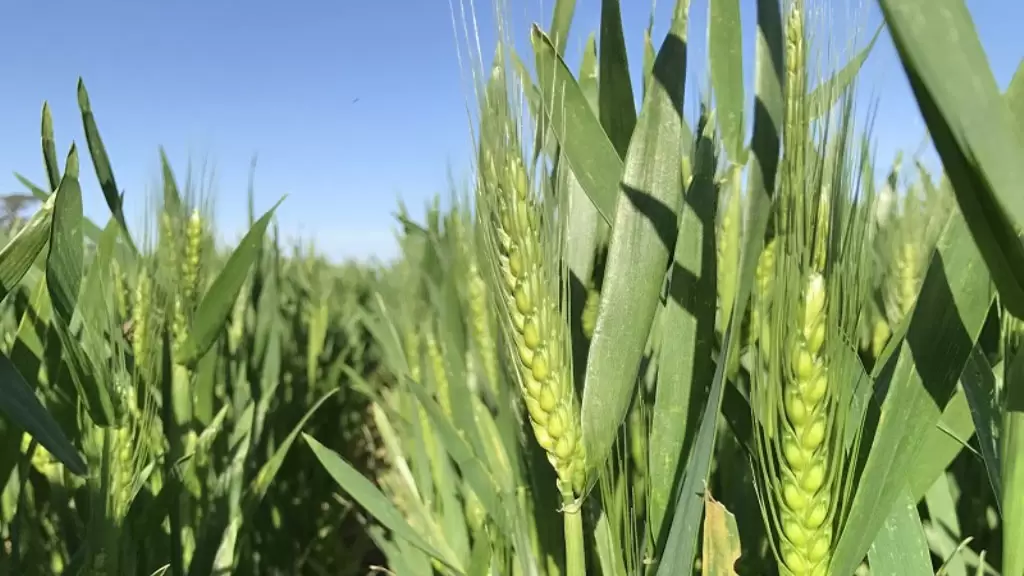 En trigo, prima la elección varietal y el riego suplementario sobre la densidad de siembra