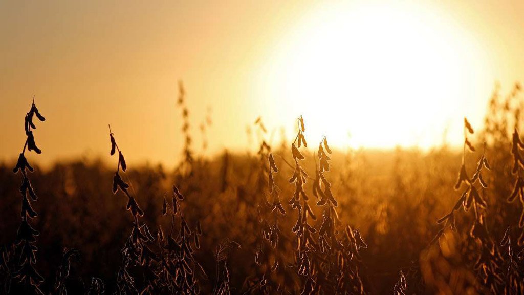 Estiman en 5.6% el crecimiento del área sojera en Argentina y una cosecha de 50 millones de toneladas