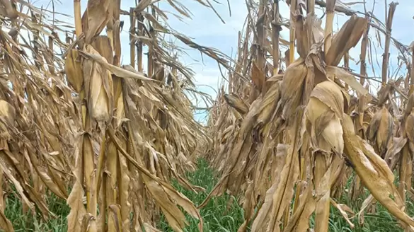Mucho más que cobertura: cultivos de servicio con valor agregado