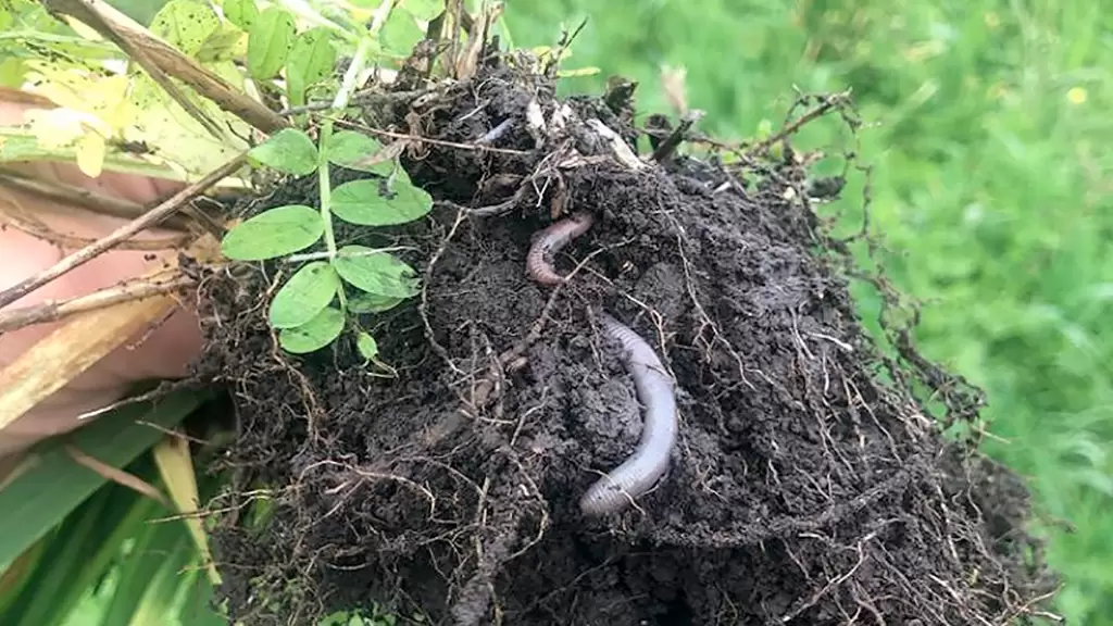 Por qué la Agricultura Regenerativa hoy es clave en los sistemas productivos
