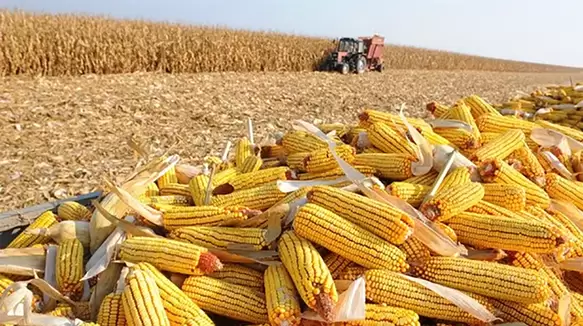 ¿Se abre una ventana para el maíz argentino?