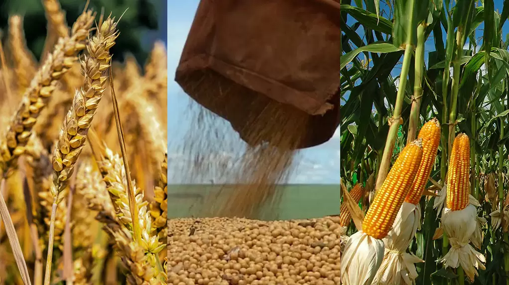 Soja, maíz y trigo: China, el clima y los stocks redefinen el mapa del mercado global