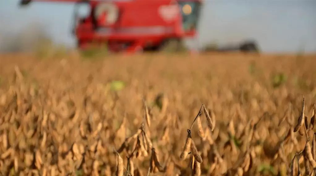 Soja: Una oferta mundial récord y una menor demanda le quitan expectativa a una mejora en el precio