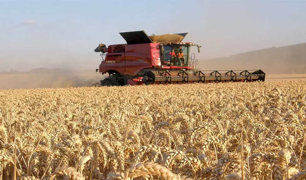 Sorprenden los rendimientos del trigo cosechado en la zona núcleo