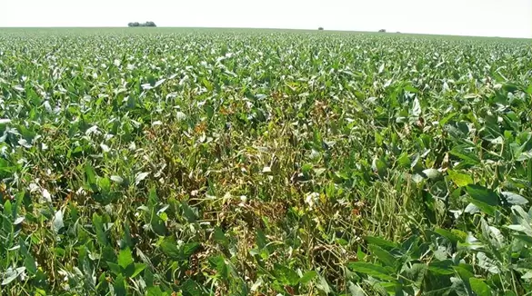 Subió al 20% el área con lotes regulares a malos de soja de primera en la zona núcleo