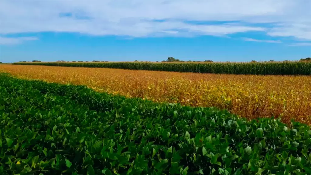 Suelos más fértiles y productivos: la rotación de cultivos supera al monocultivo de soja