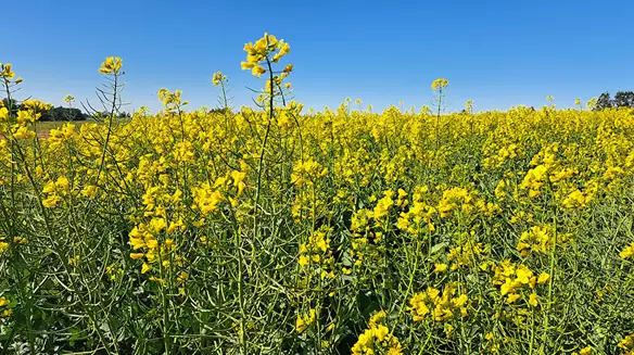 Ya se puede calcular la huella de carbono en colza y carinata con datos locales